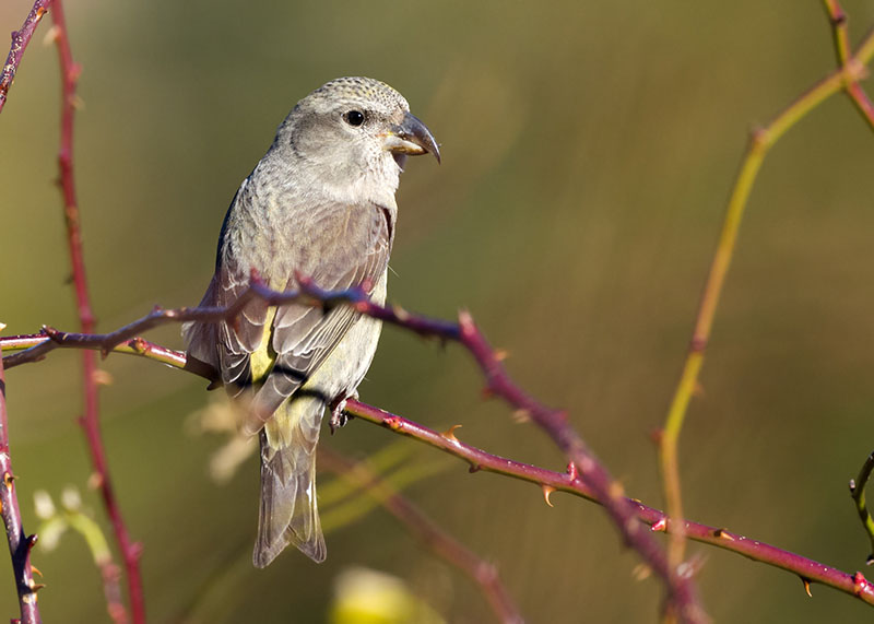 Crociere - Loxia curvirostra ♂ e ♀